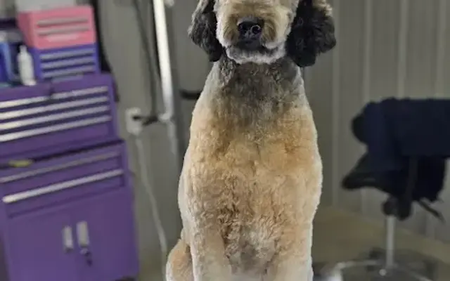 Enchanted Paws in North Canton, OH