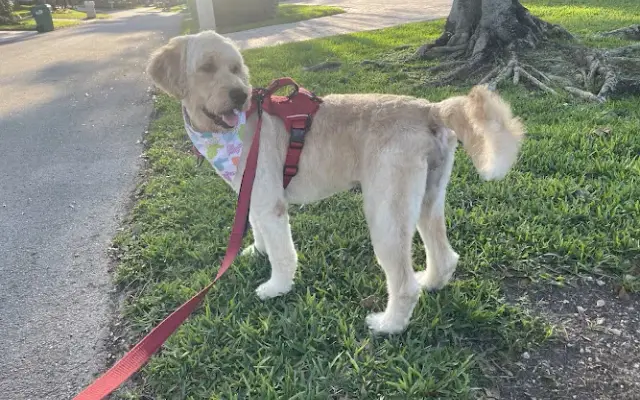 Tail-Waggin Spa in Palmetto Bay, FL
