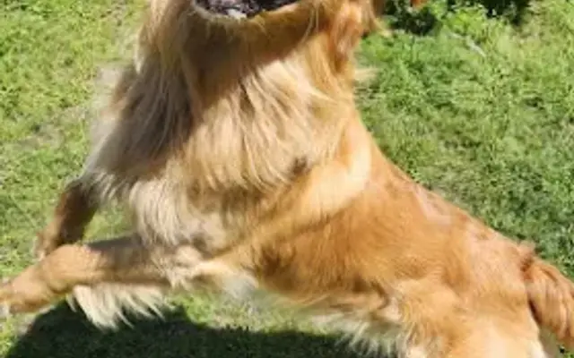 Kennesaw Pet Center in Kennesaw, GA