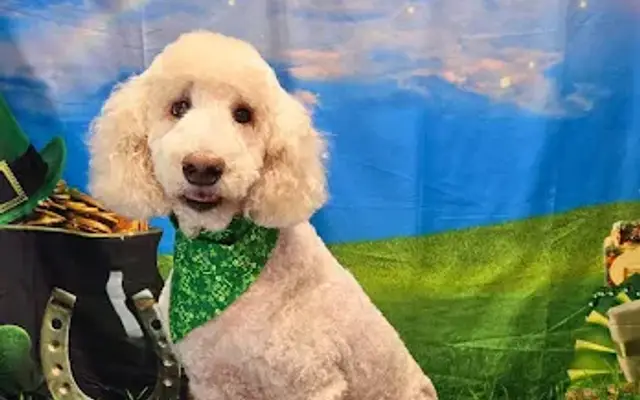 Upscale Tail Grooming in Fairborn, OH