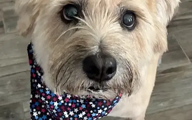LOVE 4 PAWS BY ANA in San Antonio, TX