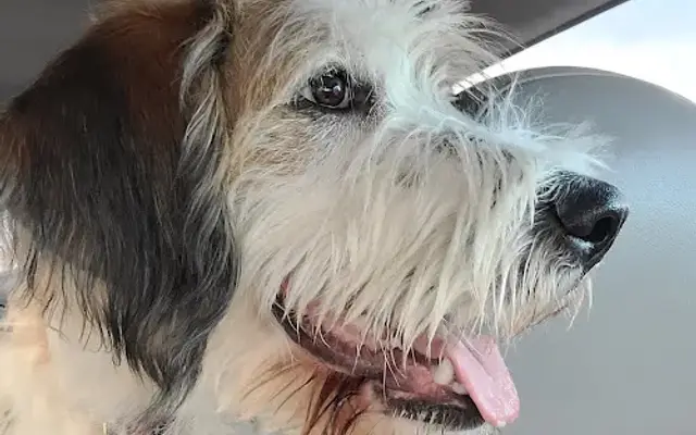 PetSmart Grooming in Colorado Springs, CO