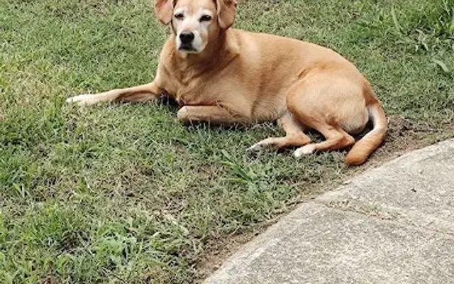 Irmo Pet Retreat in Columbia, SC