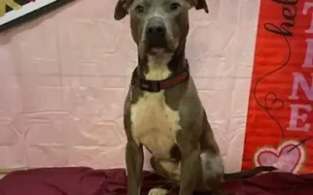 My Happy Place Doggy Daycare and Pet Boarding Inc. in Fort Walton Beach, FL