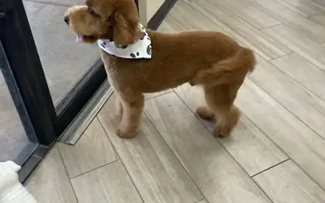 Woof Grooming in La Crescenta-Montrose, CA