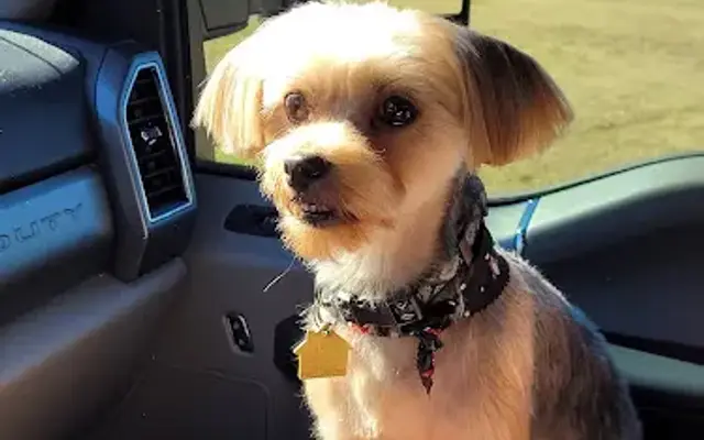 Happy Tailz Grooming in Hahira, GA