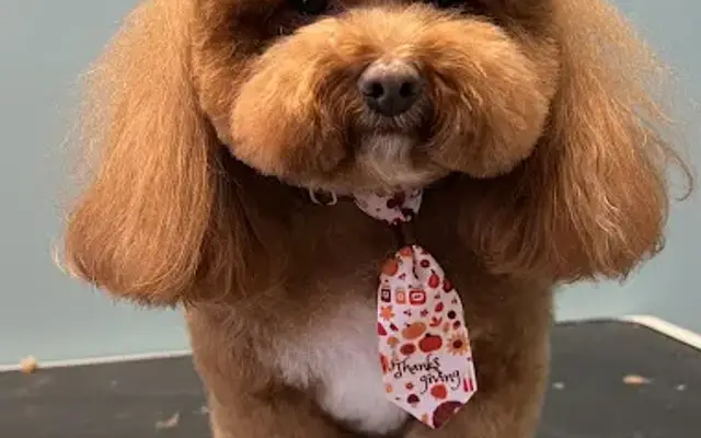 Bark Avenue Grooming in Moneta, VA