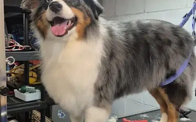 The Gilded Paw Grooming in Woodstock, GA
