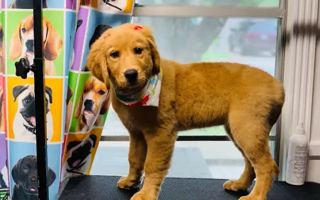 Dog Grooming Ykas Pets in Wylie, TX