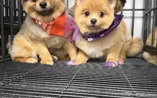 Comfort Cuts Pet Salon in Bakersfield, CA
