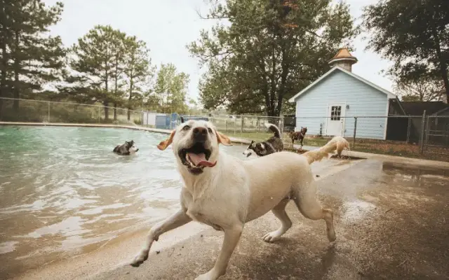 The Barkly Pet Retreat & Spa, LLC in Montgomery, TX