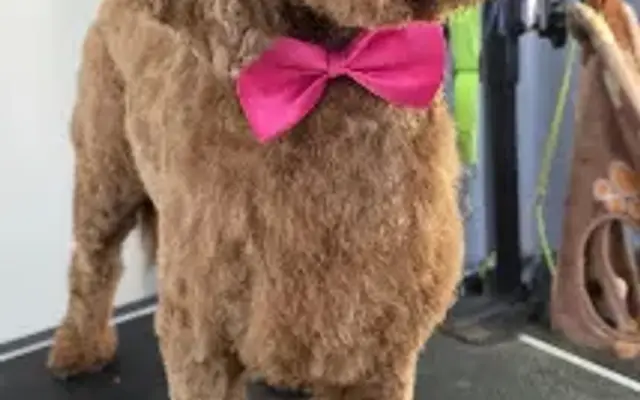 Off the hook k9 mobile grooming in Lady Lake, FL