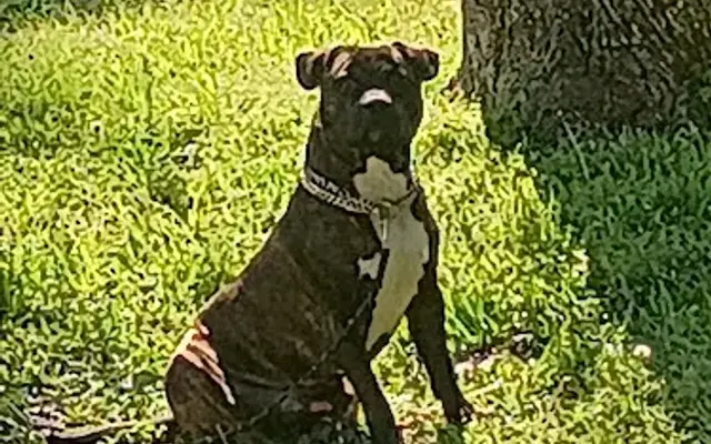 Duke Kennels in Jonesboro, AR