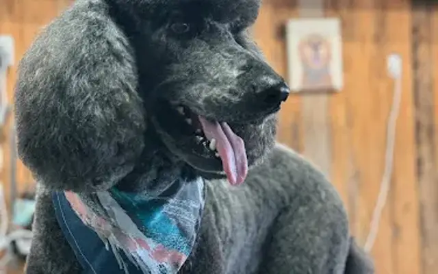 Hair of the Dog LLC in Ava, MO