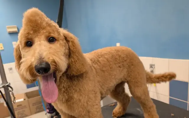 Doggie styles grooming in Kennewick, WA