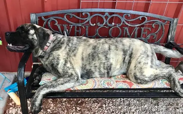 Ruby's K-9 Corral in Blanchard, OK