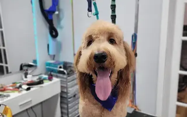 Studio K9 in Lexington, KY