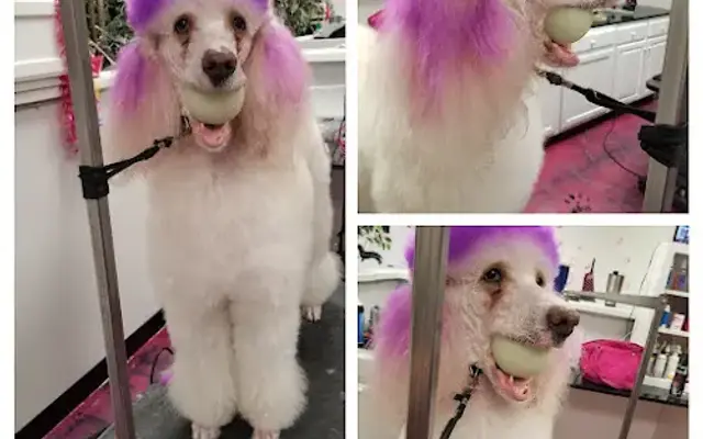 The Grooming Divas in Williamsburg, VA