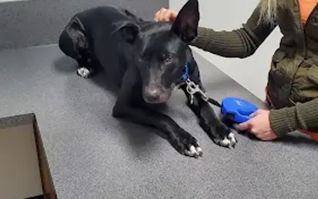 Manchester Animal Med Ctr in Manchester, IA