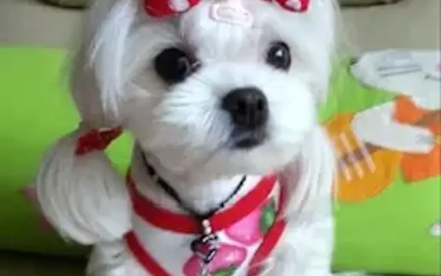 Angel Puppy Pet Grooming in Palm Beach Gardens, FL