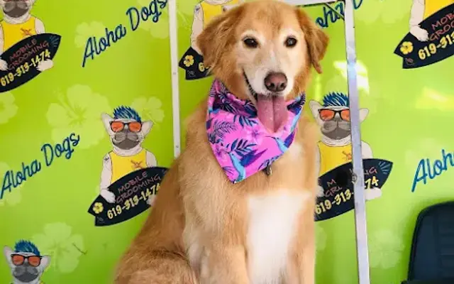 Aloha Dogs Mobile Grooming in Sarasota, FL
