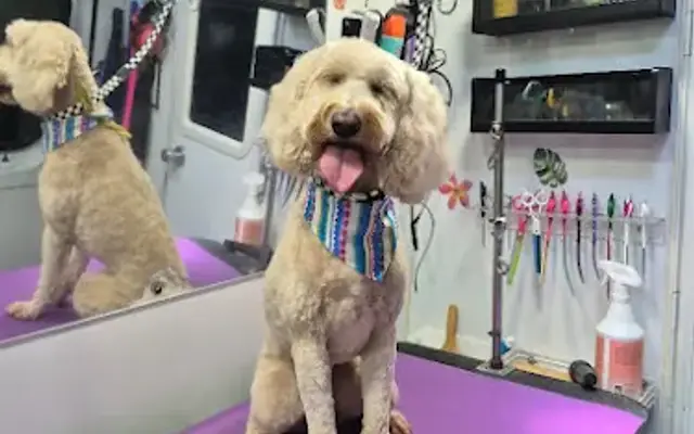 Tidy Tails To Go: Mobile Dog Grooming in East Windsor, CT