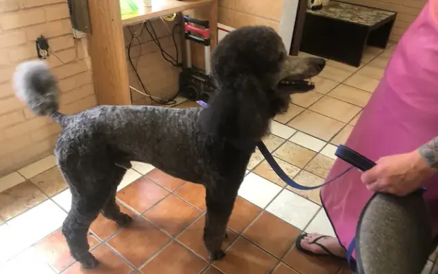 Vicky’s pet boutique in Ruskin, FL