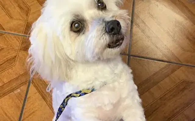 groomingdales of Naples in Naples, FL