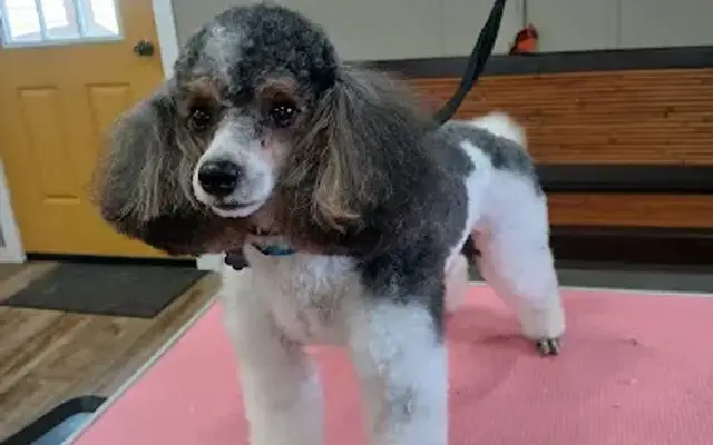 Dapper Dogs Grooming in Decatur, AL