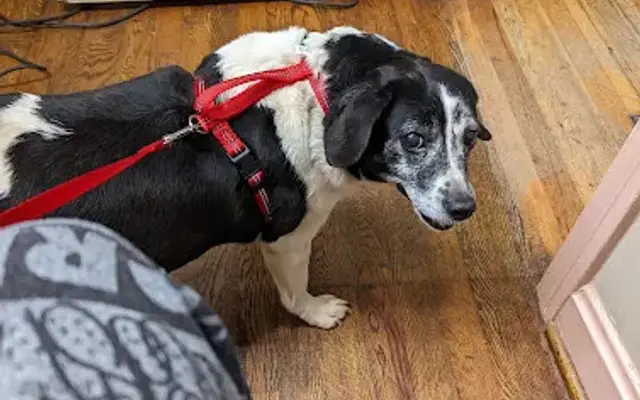 Wade Hampton Veterinary Clinic in Greenville, SC