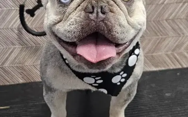 Brother's Pet Grooming in Los Angeles, CA