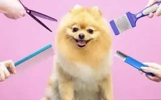 Orlando's dog Grooming 2 in Houston, TX