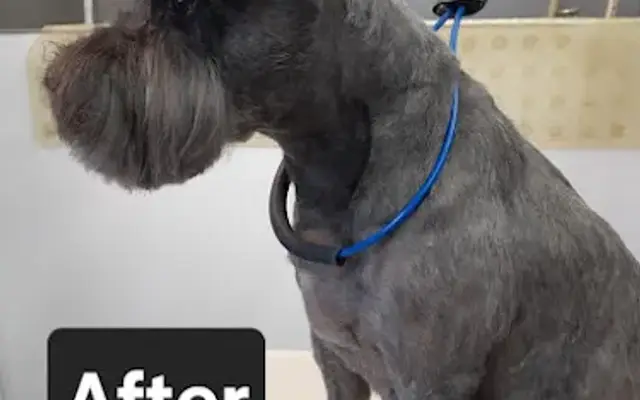 For Paws Only - Mobile Dog Grooming in Redondo Beach, CA