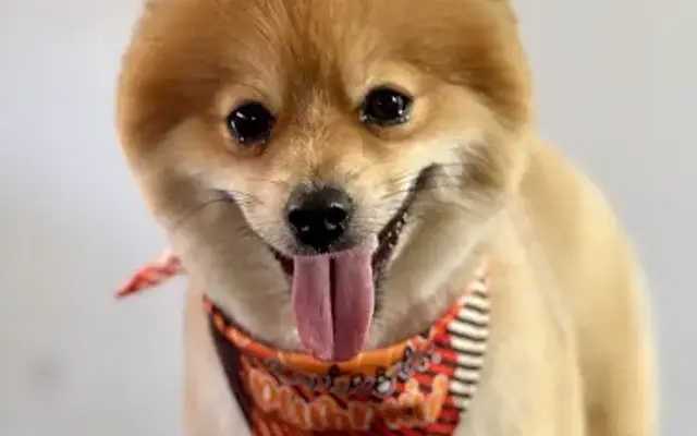 Moolly pet Grooming in Tamarac, FL