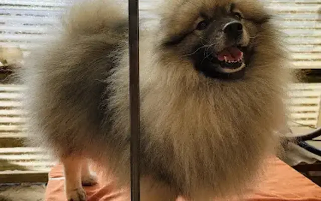Pet House Grooming in Eureka, CA