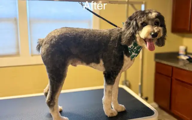 Waggin & Braggin Dog Grooming LLC in Farmington, MO