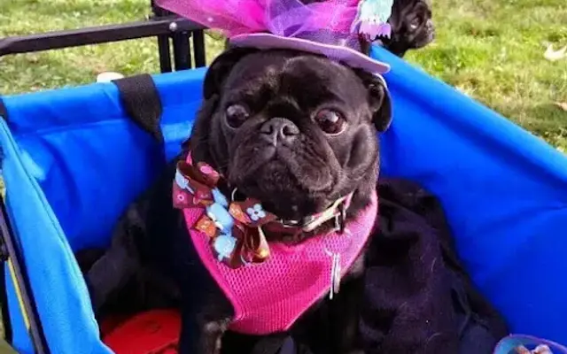 Abracadabra Pet Grooming in Reeds Spring, MO