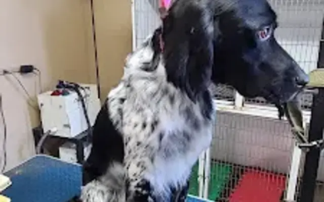 Top Dog Grooming Salon in Muncy, PA