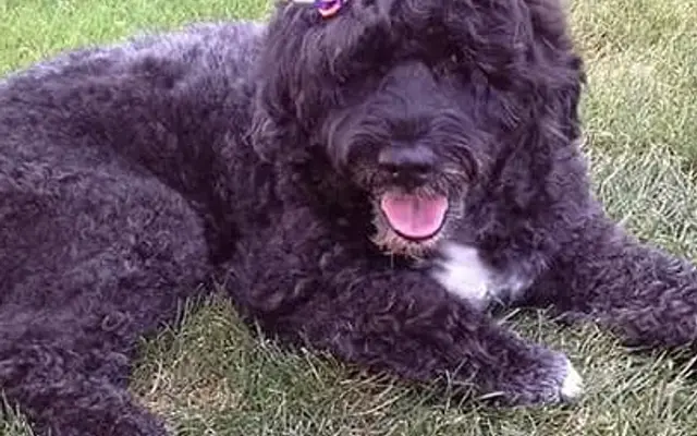 Barkport Grooming in Brockport, NY