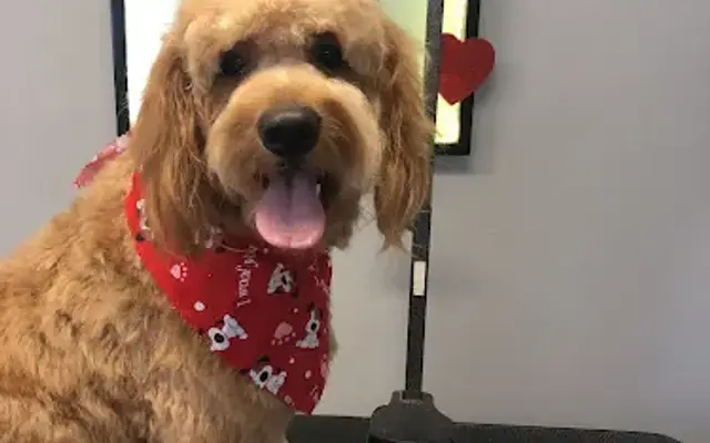 Pawsh Grooming in Chino, CA