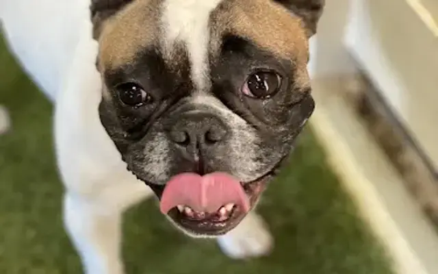 Doginhaus in Park City, UT