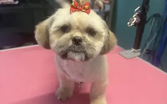 Ruff Life Grooming in Madison, FL