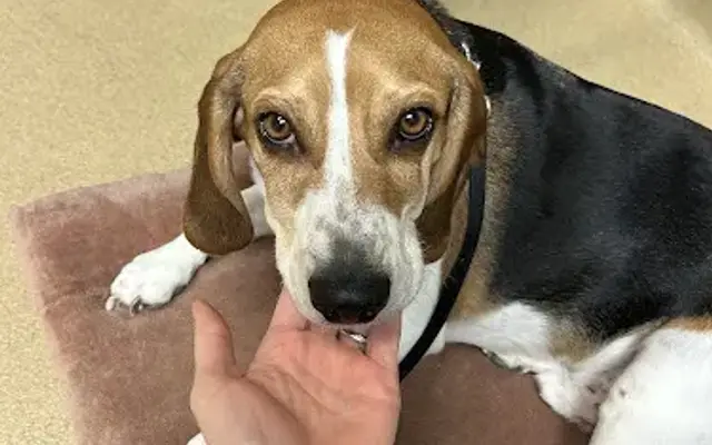 Taylor Animal Hospital Of Smithville in Smithville, MO