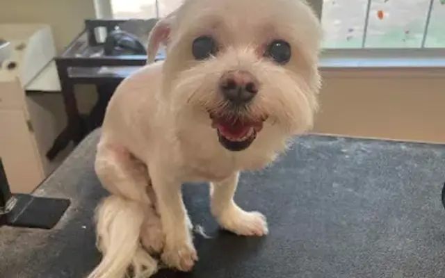 The Grooming Coop in Cibolo, TX