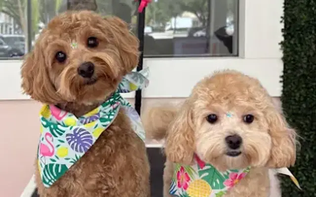 PinkDog Grooming & Spa Boxborough in Boxborough, MA