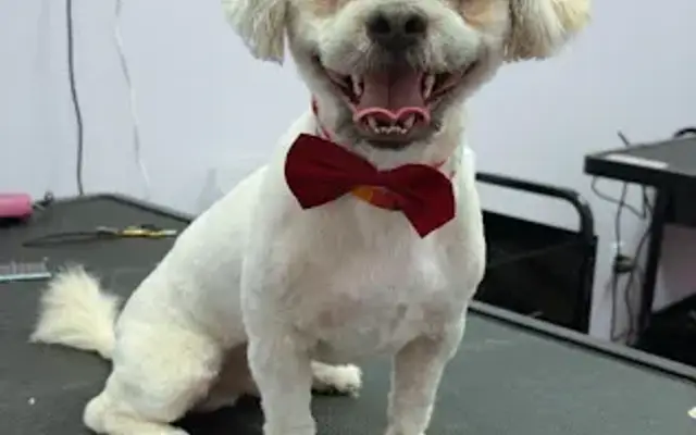 PetMePlus in Justin, TX