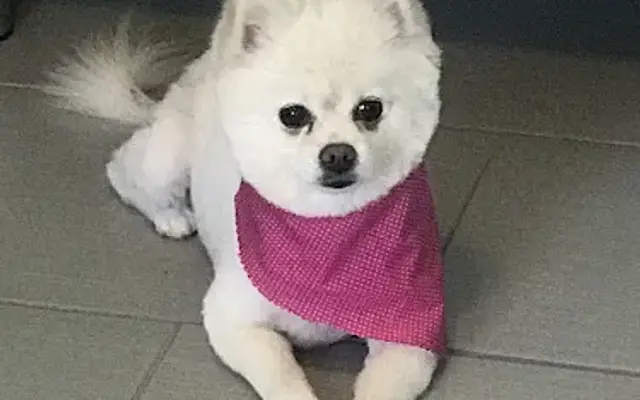 Downtown Pet Salon LLC in Ponchatoula, LA