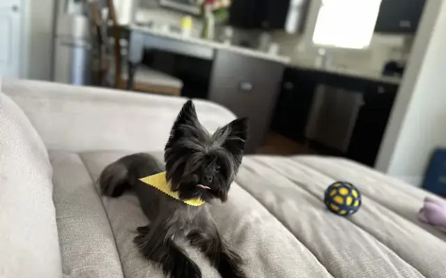 Pet Kingdom Grooming Salon in Stockbridge, GA