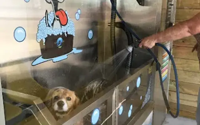 The Rockport Dog Wash in Rockport, TX