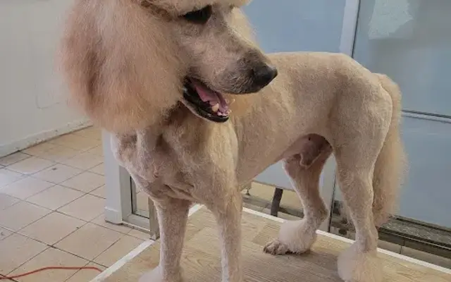 Ruachos Grooming & Pet Shop in Los Angeles, CA